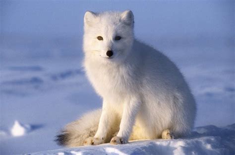 A Closer Look at the Unique Physique and Characteristics of the Arctic Vulpes