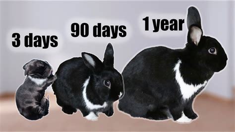 A Glimpse into the Early Years of Bunny's Life
