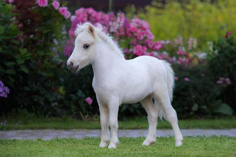 About Mini Stallion