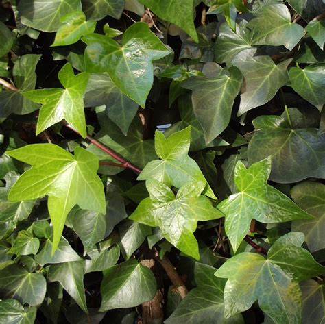 About the Age of Hedera Helix