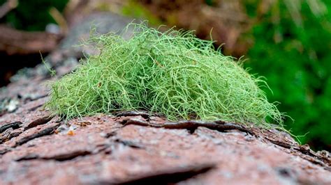 Age Revealed: How Long Can Usnea Lichen Live?