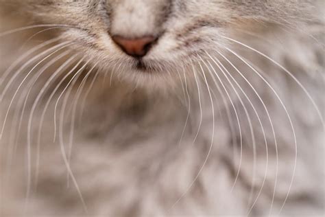 Age of the Whiskers