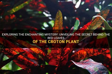 An Enchanting Mystery: Unveiling the Enigma of Jome Patang