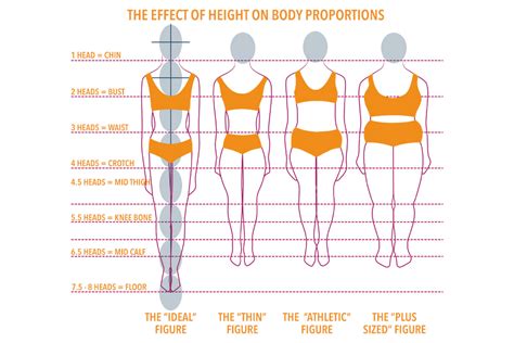 An analysis of her body measurements and proportions