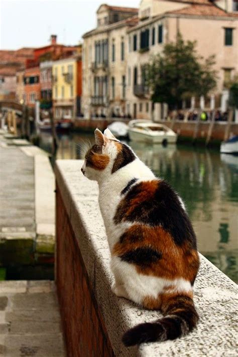Appreciating the Graceful Form of the Italian Kitten