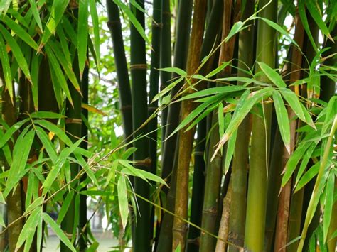 Bamboo: A Versatile and Sustainable Plant
