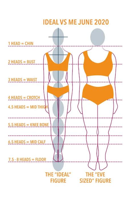 Body Statistics and Proportions