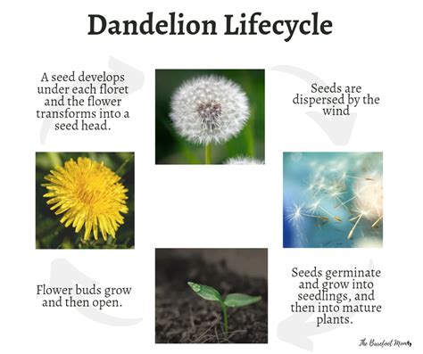 Dandelion: Biography and Early Life