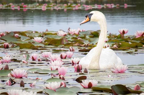 Discovering Lily Swan's Prosperity