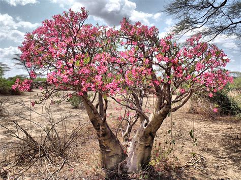 Early Life and Background of Desert Rose