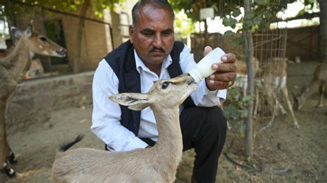 Eco-Warrior: Lawrence Bishnoi's Fight for Environmental Conservation