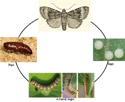 Economic Value and Financial Worth of Lepidoptera