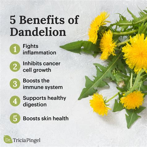 Exploring the Impact of Dandelion on Health and Wellness