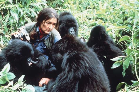 Exploring the Influence of Daisy Fossey on Wildlife Conservation