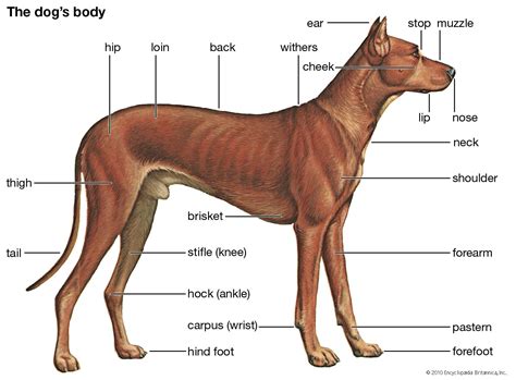 Exploring the Physique of the Cunning Canine: Physical Characteristics and Adaptations