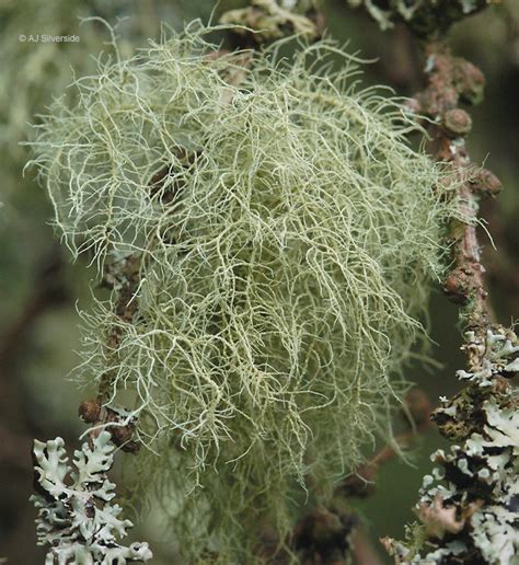 Exploring the Remarkable Body Structure of Usnea Lichen: A Deeper Insight