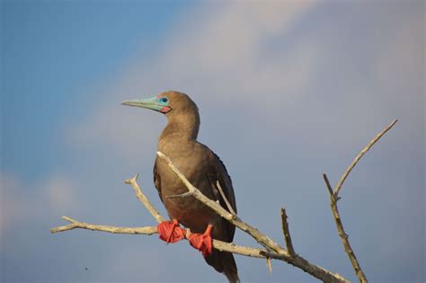 Fascinating Facts about Zuzie Boobies