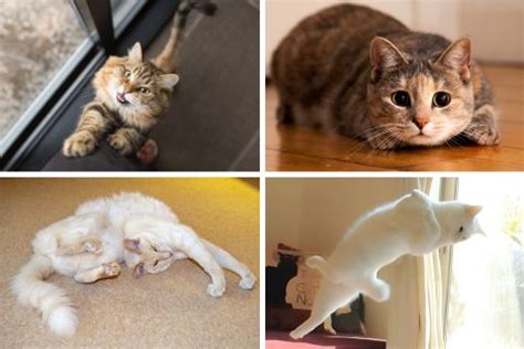 Feline Figure: Unraveling Meow Kitty's Fitness Regimen