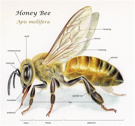 Figure: Exploring Geisha Bee's Distinctive Physical Characteristics
