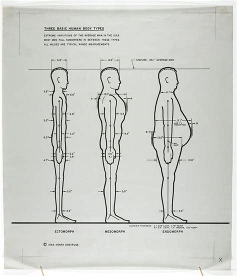 Figure: The Body Profile that Captivates the Audience