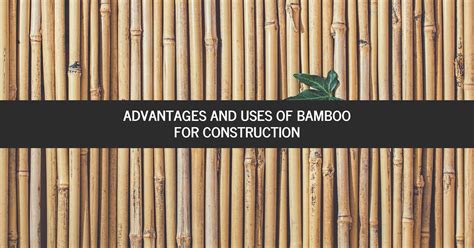 Figuring Out the Uses of Bamboo: From Construction to Cuisine
