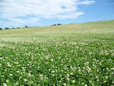 Future Ventures and Aspirations of Clover Fields