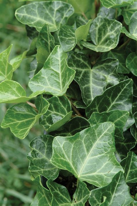 Hedera Helix's current age and milestones