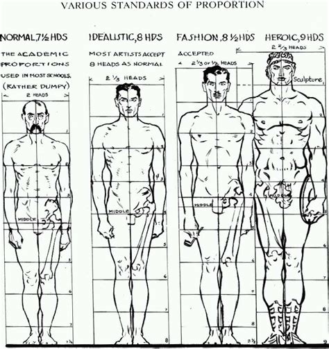 Height: Beyond Measures and Proportions