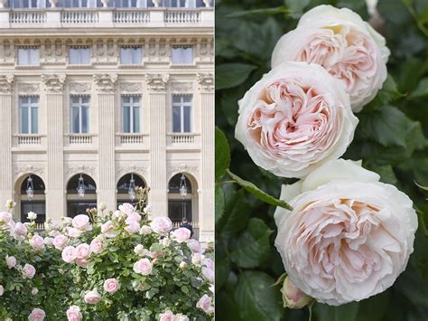 Height: The True Measure of Paris Rose