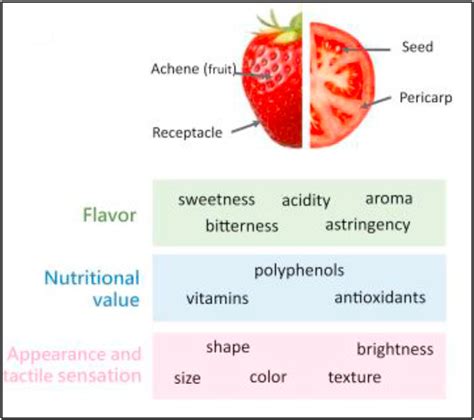 Height Matters: The Physical Attributes of Strawberry