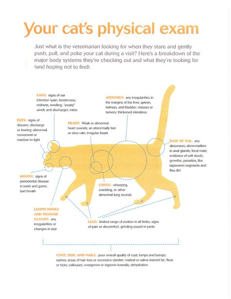 Height and Presence: Understanding the Impact of Grace Cat's Physical Appearance