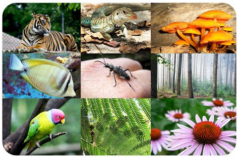 Incredible Diversity of Species