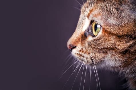 Inside the Enigmatic Value of Ruda Cat's Whisker-worthy Fortune