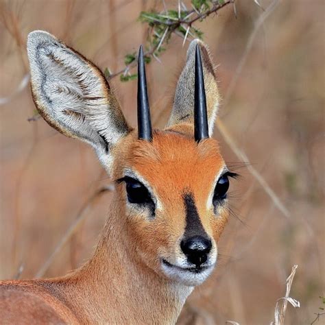Interesting Tidbits about the Adorable Gazelle