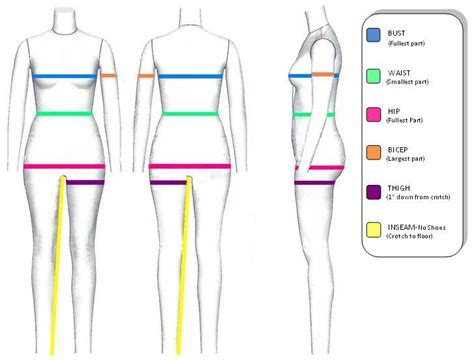 Modeling Career and Body Measurements