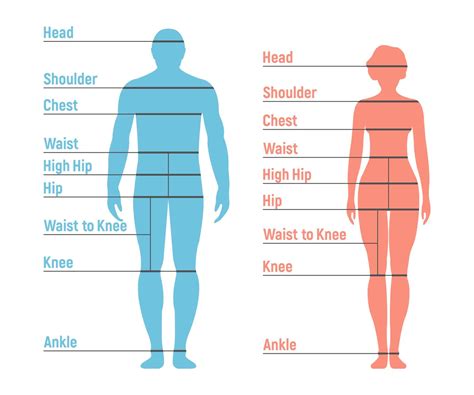 Physical Measurements and Body Type