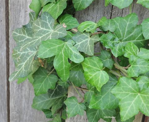 Plant's Journey: An Insight into Hedera Helix's Life Story