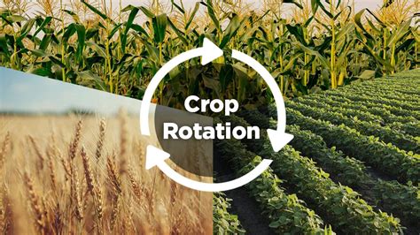 Revolutionizing Farming Techniques through Crop Rotation