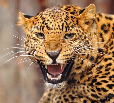 Rising to Fame: Jagg The Jaguar's Journey to Recognition