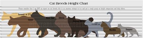 Ruda Cat's Height: Does Size Matter in the World of Felines?