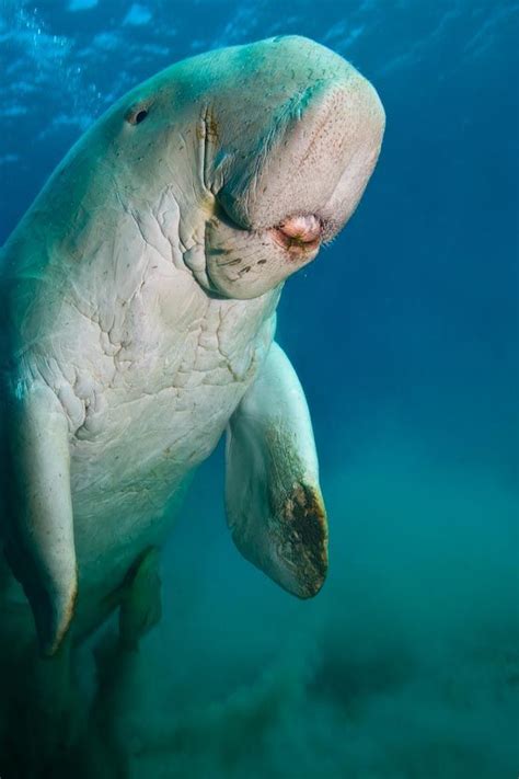 Sirenia: An Enigmatic Marine Creature
