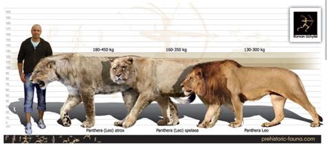 The Age and Height of Anastasia Lion