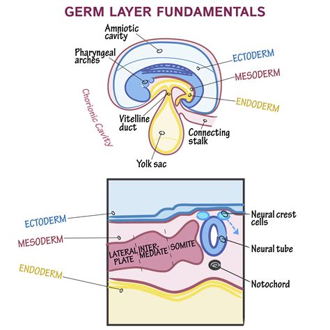 The Formation of the Germs