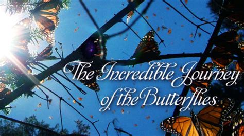 The Life Journey of Butterfly: A Glimpse into Her Remarkable Story