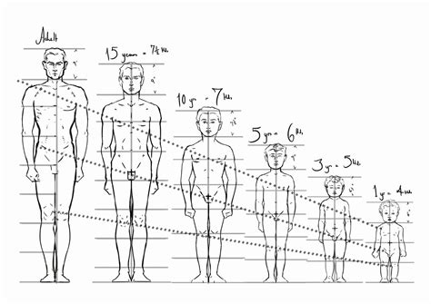 The Personal Side: Age, Height, and Figure