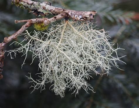 Unique characteristics and adaptations that have shaped Usnea Lichen