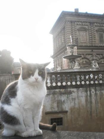 Unveiling the Age of the Enigmatic Italian Feline