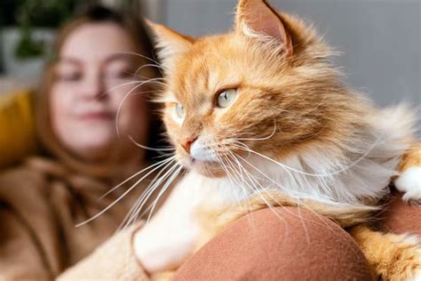 Unveiling the Enigmatic Personal Profile of the Ginger Kitty