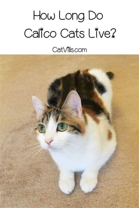 Unveiling the True Age of Calico: A Remarkable Life Span