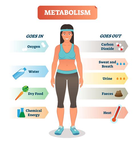 Weight Management and Increased Metabolic Rate